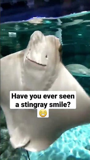 Stingray face 😀 Have you ever seen a stingray smile? #shorts #jellyfish #4k