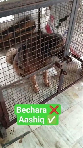 to avoid dog fights. we separated them all for some time