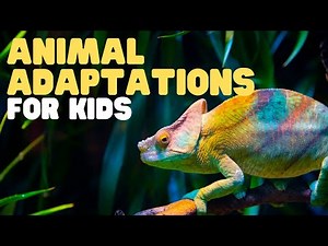 Animal Adaptations for Kids, Learn about p... - SafeShare