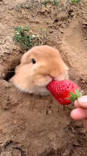 rabbit eating strawberries || rabbit eating sound #petshub #rabbit #bunny #eatingsounds #funnybunny