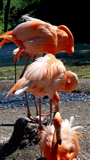 Flamingo One of the World's Most Beautiful Birds 🦩#birds #wetlandbirds