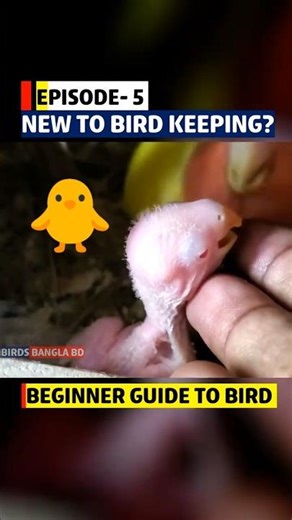 Bird Breeding Basics, Episode-5 ✨🎉 #shorts #birds #bird #parrot