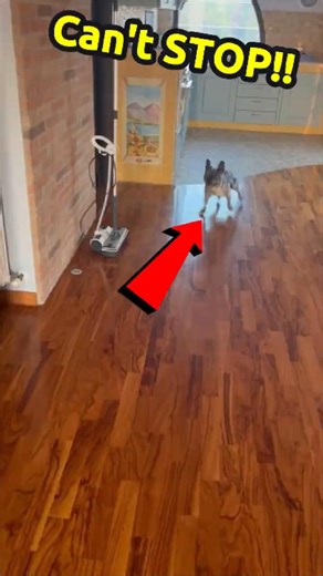 Why Do These Dogs Have ZERO Brakes? 😳🐾