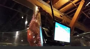 Octopus tries to escape tank at Seattle Aquarium