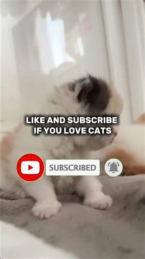 DONT CLICK THE SOUND!!#animalshorts #cat #funny