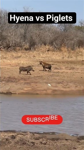 Warthog vs Hyena 😱🐗 Wild Clash for Survival | Jungle Battle Shorts #wildlife