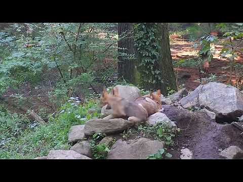 Introducing Red Wolf Pups: Georgie, Riley and Rusty