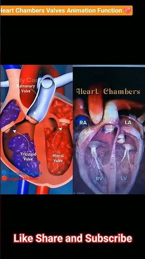 Heart Chambers Valves Animation Function | SGHT Science Biology | #science #ytshorts #heart #shorts