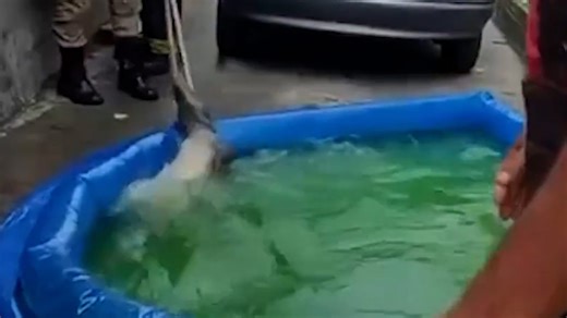 Alligator found in children's inflatable paddling pool in Brazil