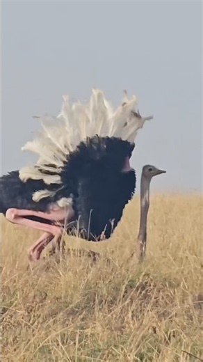 The “Kantling” dance, courtship and mating of Ostrich.