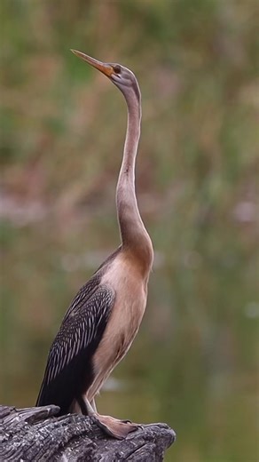 African Darter at Lake Panic. The neck on this bird is something to behold! | African Wildlife Photo