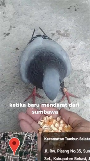 Cara bertahan Merpati Pos#pigeonlover #merpatilover #merpatipos