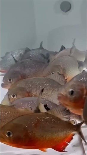 Would you survive a piranha attack?