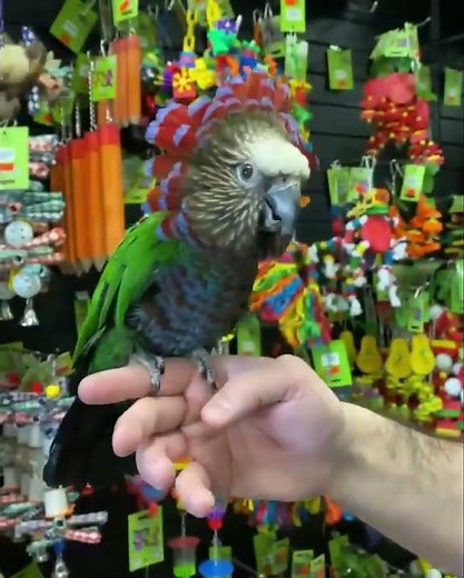 Video of Hawk-headed parrot