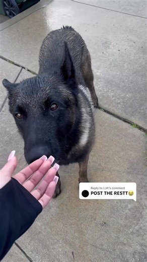 Dogs cute 🥰 #DogTalks #PuppyLove #DogOwners #CuteDogs #DogLife | dog