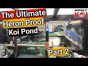 How to Heron Proof Your Koi Pond Part 2