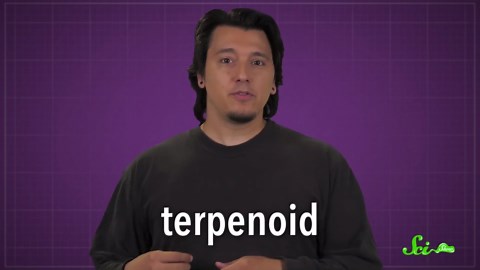 These horrifying sea slugs smell like watermelon candies