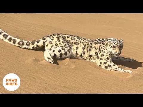 Snow Leopard Trapped in Desert Sand—Rescue Team's Race Against Time
