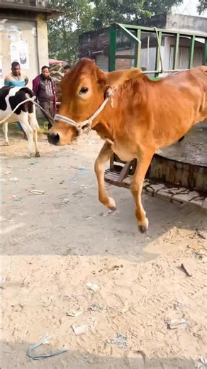 Cow Videos || Cow Jumping || Cow Funny #shorts #cow #cowvideos #funnycowvideo