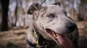Meet Bear, the Koala Detection Dog | Nature