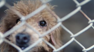 Legal compromise aims to stamp out puppy mill pet sales in Mass.