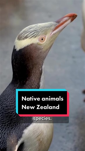 Native animals in New Zealand #animals #wildlife #newzealand #nature #nativespecies #nativeanimals #wildlifenewzealand #outdoorsy #outdoors #wildlifeinnewzealand #travelnewzealand #explorenewzealand #conservations