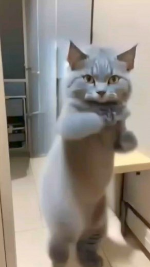 3.5K reactions · 840 shares | Good Morning #viralreelsシ #highlightsシ゚ #reelsfacebook #lipayranisland #dance #cats #Cebu | Ritche Encarnacion Batuigas | Facebook