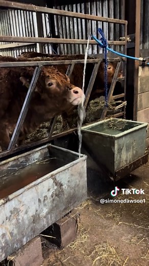 Explore Limousin Farming Techniques and Tips