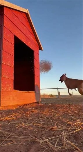 Goose Pranks Sleeping Dog with Giant Wasp Nest