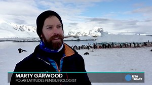 Awesome wildlife adventures: Penguins in Antarctica