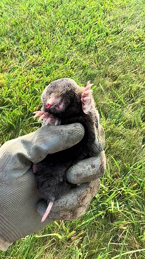 A mittle upclose video of a mole we caught by hand! Fun facts, they are VERY soft and cannot see! #mole #moles #nature #wildlife #lovemyjob #critters #animal #animals #fyp #foryou #foryourpage #didyouknow #dontseethiseveryday #neat #cute #outdoors #mammal #moleskin #velvet #soft #feet #toenail #weird #blind #glasses