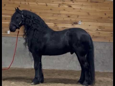 Victor - Friesian Gelding