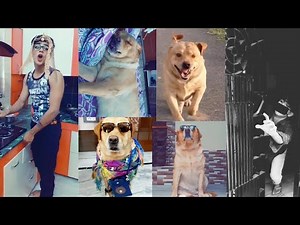 funny dog videos part-5😂 | tiktok viral videos | comedy | Anant rastogi