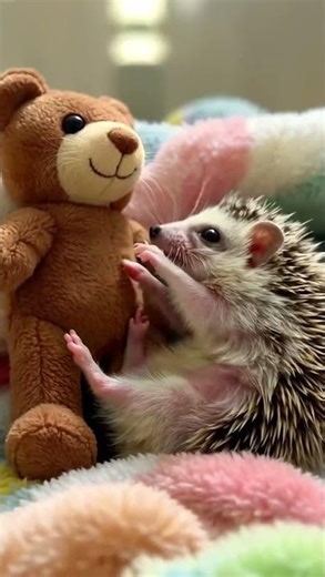 Amazing Facts About the Pygmy Hedgehog 🦔#pygmy #PygmyHedgehog