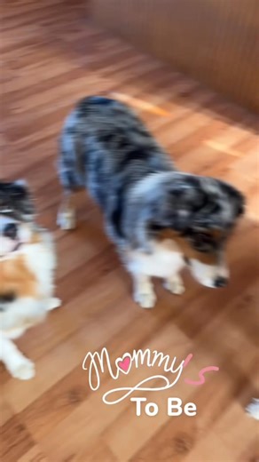 Happy Australian Shepherd Day ! A little recap of our last month with the Aussies! | Sky Blue Aussies