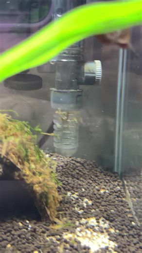 Ramshorn Snail Update: Keeping Five and Crushing the Rest