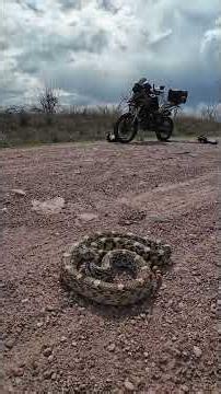 Serpiente Alicante es una Gopher Snake MUY colorida y agresiva