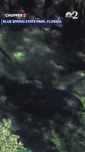 Even the manatees are trying to stay warm! Blue Spring State Park sees a manatee migration every year as the temperatures drop in Central Florida. Chopper 2 flew Blue Spring to catch an aggregation moving into the warmer waters at the spring. #BlueSpringStatePark #BlueSpring #Manatee #aggregation | WESH 2 News