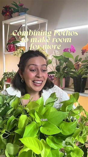 Enhance Your Space by Combining Different Plants