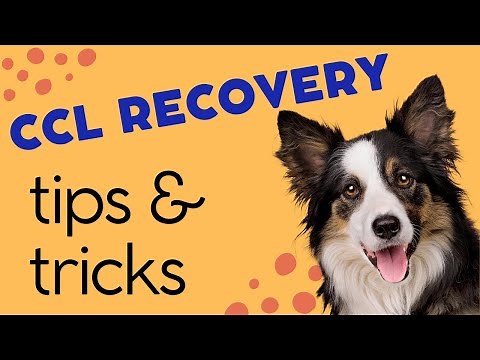 How to Make Your Dog's CCL Recovery Faster & Easier
