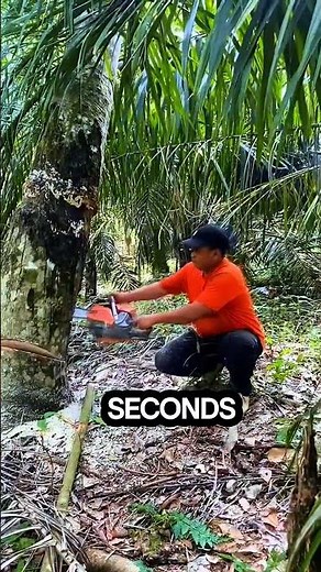 chainsaw caught and crushed by tree #chainsaw #sawblade #woodworking