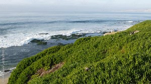 Green pigface sour fig succulent over pacific ocean splashing waves. Ice plant greenery on the steep cliff. Hottentot sea fig near waters edge, vista point in La Jolla Cove, San Diego, California USA.