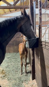 Clover is starting to feel much better and he’s getting a strong personality! He almost got away from us the other day leading him to the arena for turnout, but here he is trying to help his mama eat her grain and snacks. We have the vet coming today to do bloodwork so fingers crossed that his infection is gone. He was born a month early and had to be started on three different antibiotics as his mom had a placental infection. #horse #horses #equine #equinesofinstagram #foal #colt #colts #filly 