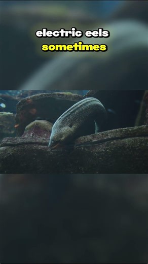 Top Ten Creatures of the Amazon Basin: The Shocking Electric Eel