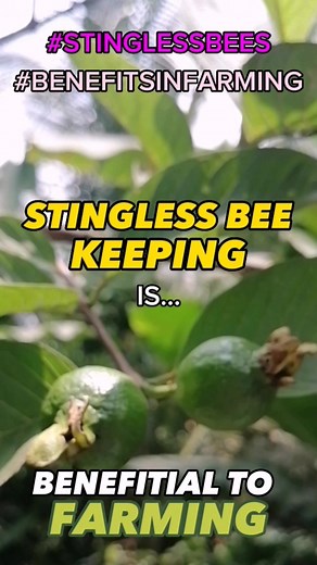 2.5K views · 34 reactions | Stingless Bee Keeping benefits to Agriculture / Farming. #stinglessbees #Agriculture #farming #benefits #wondersofnature #Farmlife #bukidlife #nature #organic #trendingreels | Bukid Farm | Facebook