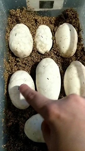 Pet Snake Eggs Hatching Process Revealed