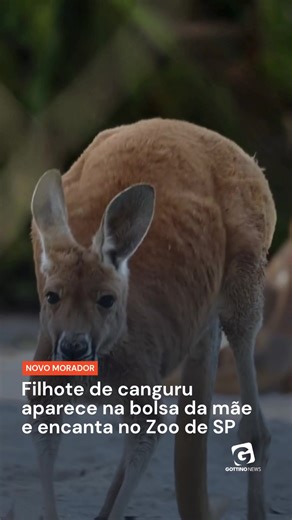 Um novo morador começou a chamar atenção dos visitantes do Zoológico de São Paulo, bem na temporada de Dia das Mães. O filhote de canguru-vermelho da fêmea Theca já foi visto colocando a cabeça para fora da bolsa marsupial da mãe, em uma das fases mais curiosas do desenvolvimento da espécie. A cena antecipou ao público um momento raro da reprodução dos marsupiais. Diferentemente da maioria dos mamíferos, os filhotes de canguru nascem ainda em estágio inicial de formação e completam o desenvolvim