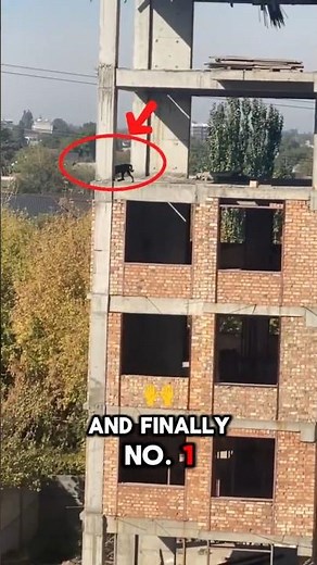 Top 5 Animal Accident caught in cam 😱