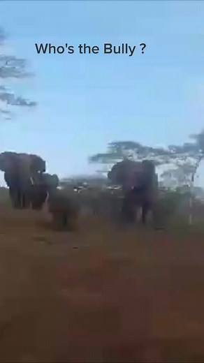Rhino vs Elephants 📽️ Ronnie #elephants #wildlife #animalsfight #blackrhino #bhejanenaturetraining #africantiktok #fgasa #southafricatiktok🇿🇦 #africa | Mildred Yates