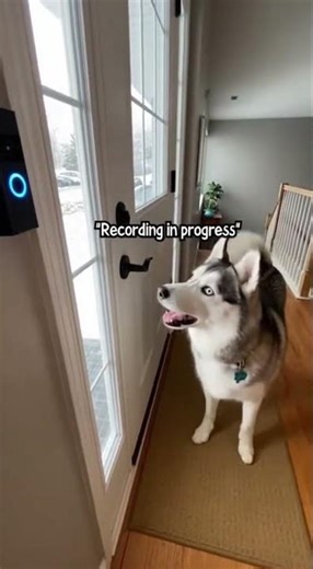 When the Camera Says You’re Being Recorded the dog does not like it